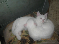 Отдам котенка в хорошие руки! - <ro>Изображение</ro><ru>Изображение</ru> #2, <ru>Объявление</ru> #910161