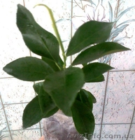 Саженцы экзотических растений - <ro>Изображение</ro><ru>Изображение</ru> #2, <ru>Объявление</ru> #785175