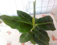 Саженцы экзотических растений - <ro>Изображение</ro><ru>Изображение</ru> #3, <ru>Объявление</ru> #785175