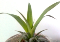 Саженцы экзотических растений - <ro>Изображение</ro><ru>Изображение</ru> #10, <ru>Объявление</ru> #785175