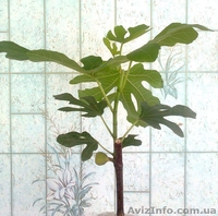 Саженцы экзотических растений - <ro>Изображение</ro><ru>Изображение</ru> #1, <ru>Объявление</ru> #785175