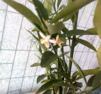 Саженцы экзотических растений - <ro>Изображение</ro><ru>Изображение</ru> #4, <ru>Объявление</ru> #785175