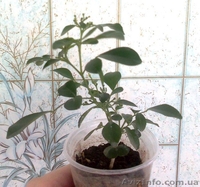 Саженцы экзотических растений - <ro>Изображение</ro><ru>Изображение</ru> #7, <ru>Объявление</ru> #785175