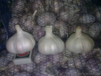 Продаем чеснок на посадку  - <ro>Изображение</ro><ru>Изображение</ru> #3, <ru>Объявление</ru> #941977