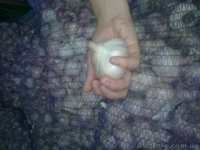 Продаем чеснок на посадку  - <ro>Изображение</ro><ru>Изображение</ru> #1, <ru>Объявление</ru> #941977