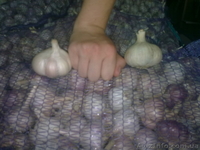 Продаем чеснок на посадку  - <ro>Изображение</ro><ru>Изображение</ru> #2, <ru>Объявление</ru> #941977