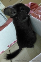 Продам Шиншилл, разных окрасов - <ro>Изображение</ro><ru>Изображение</ru> #2, <ru>Объявление</ru> #966284