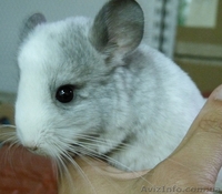 Продам Шиншилл, разных окрасов - <ro>Изображение</ro><ru>Изображение</ru> #3, <ru>Объявление</ru> #966284