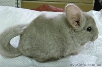 Продам Шиншилл, разных окрасов - <ro>Изображение</ro><ru>Изображение</ru> #4, <ru>Объявление</ru> #966284