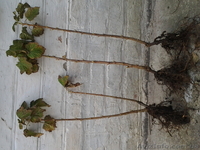 Саженцы малины и смородины - <ro>Изображение</ro><ru>Изображение</ru> #3, <ru>Объявление</ru> #980094