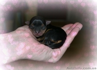 Щенки йоркширского терьера. Лучший подарок на 8-е марта! - <ro>Изображение</ro><ru>Изображение</ru> #2, <ru>Объявление</ru> #1015056