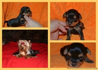 Щенки йоркширского терьера. Лучший подарок на 8-е марта! - <ro>Изображение</ro><ru>Изображение</ru> #1, <ru>Объявление</ru> #1015056