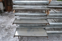 Клетки перепелиные. - <ro>Изображение</ro><ru>Изображение</ru> #3, <ru>Объявление</ru> #1030647