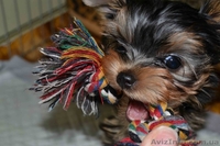 Щенки йоркширского терьера. Лучший подарок на 8-е марта! - <ro>Изображение</ro><ru>Изображение</ru> #3, <ru>Объявление</ru> #1015056
