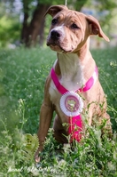 Великолепная девочка Амстаффтерьера  - <ro>Изображение</ro><ru>Изображение</ru> #2, <ru>Объявление</ru> #1092630