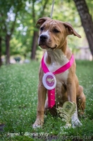 Великолепная девочка Амстаффтерьера  - <ro>Изображение</ro><ru>Изображение</ru> #3, <ru>Объявление</ru> #1092630