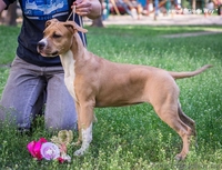 Великолепная девочка Амстаффтерьера  - <ro>Изображение</ro><ru>Изображение</ru> #1, <ru>Объявление</ru> #1092630