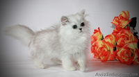 зеленоглазка персидская шиншилла  - <ro>Изображение</ro><ru>Изображение</ru> #1, <ru>Объявление</ru> #1119670