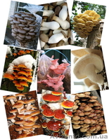 Купити продаж міцелій печериці, гливи, шиітаке, опенька... Не дорого - <ro>Изображение</ro><ru>Изображение</ru> #1, <ru>Объявление</ru> #1187911