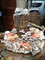 Купить продажа мицелий шампиньона, вешенки, шиитаке, опят... Не дорого - <ro>Изображение</ro><ru>Изображение</ru> #4, <ru>Объявление</ru> #1187912