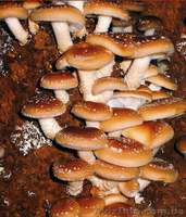 Купить продажа мицелий шампиньона, вешенки, шиитаке, опят... Не дорого - <ro>Изображение</ro><ru>Изображение</ru> #5, <ru>Объявление</ru> #1187912