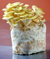 Купити продаж міцелій печериці, гливи, шиітаке, опенька... Не дорого - <ro>Изображение</ro><ru>Изображение</ru> #6, <ru>Объявление</ru> #1187911