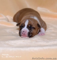  девочки Амстафф Терьер - <ro>Изображение</ro><ru>Изображение</ru> #1, <ru>Объявление</ru> #1215619