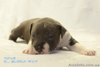 Роскошный голубой красавец  амстафф - <ro>Изображение</ro><ru>Изображение</ru> #1, <ru>Объявление</ru> #1218449