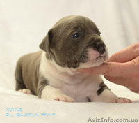 Роскошный голубой красавец  амстафф - <ro>Изображение</ro><ru>Изображение</ru> #2, <ru>Объявление</ru> #1218449