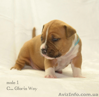 Супер-щенки АСТ - <ro>Изображение</ro><ru>Изображение</ru> #1, <ru>Объявление</ru> #1218458