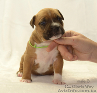 Супер-щенки АСТ - <ro>Изображение</ro><ru>Изображение</ru> #3, <ru>Объявление</ru> #1218458