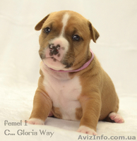 Супер-щенки АСТ - <ro>Изображение</ro><ru>Изображение</ru> #4, <ru>Объявление</ru> #1218458