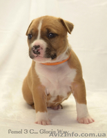 Супер-щенки АСТ - <ro>Изображение</ro><ru>Изображение</ru> #6, <ru>Объявление</ru> #1218458