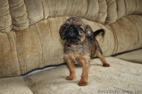 БРЮССЕЛЬСКИЙ ГРИФОН - <ro>Изображение</ro><ru>Изображение</ru> #2, <ru>Объявление</ru> #1499536