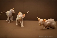 Котята канадские сфинксы  мальчики и девочка ищут хорошую семью - <ro>Изображение</ro><ru>Изображение</ru> #1, <ru>Объявление</ru> #1570861