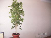 Фикус "Бенджамина"(сорт "Наталия) - <ro>Изображение</ro><ru>Изображение</ru> #5, <ru>Объявление</ru> #1584602