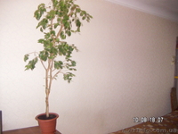 Фикус "Бенджамина"(сорт "Наталия) - <ro>Изображение</ro><ru>Изображение</ru> #3, <ru>Объявление</ru> #1584602