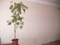 Фикус "Бенджамина"(сорт "Наталия) - <ro>Изображение</ro><ru>Изображение</ru> #4, <ru>Объявление</ru> #1584602