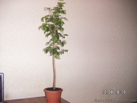 Фикус "Бенджамина"(сорт "Наталия) - <ro>Изображение</ro><ru>Изображение</ru> #1, <ru>Объявление</ru> #1584602