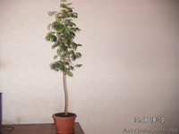 Фикус "Бенджамина"(сорт "Наталия) - <ro>Изображение</ro><ru>Изображение</ru> #2, <ru>Объявление</ru> #1584602