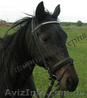 Вуздечки кінні шкіряні - <ro>Изображение</ro><ru>Изображение</ru> #1, <ru>Объявление</ru> #1536757