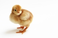 Венгерські курчата - Іспанка, Бройлер, Гріз Бар! - <ro>Изображение</ro><ru>Изображение</ru> #1, <ru>Объявление</ru> #1673954