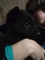 Продаються цуценята породи східноєвропейська вівчарка - <ro>Изображение</ro><ru>Изображение</ru> #2, <ru>Объявление</ru> #1673272