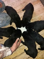 Продаються цуценята породи східноєвропейська вівчарка - <ro>Изображение</ro><ru>Изображение</ru> #1, <ru>Объявление</ru> #1673272