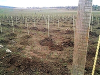 Продаю опоры и колышки для растений( POLYARM) - <ro>Изображение</ro><ru>Изображение</ru> #5, <ru>Объявление</ru> #1696825