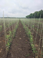 Колышки а также Опоры  для растений от производителя из композитных материалов  - <ro>Изображение</ro><ru>Изображение</ru> #3, <ru>Объявление</ru> #1710551