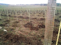 Колышки а также Опоры  для растений от производителя из композитных материалов  - <ro>Изображение</ro><ru>Изображение</ru> #5, <ru>Объявление</ru> #1710551