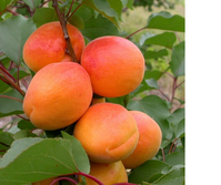 Саджанці груші, яблук, абрикосів, персиків - <ro>Изображение</ro><ru>Изображение</ru> #3, <ru>Объявление</ru> #1729711