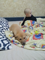 Віддамо в хороші руки собачку, дівчинка 3-4 місяці!  - <ro>Изображение</ro><ru>Изображение</ru> #3, <ru>Объявление</ru> #1747672