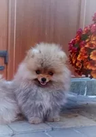 Померанский шпиц мини — элитные щенки из профессионального питомника - <ro>Изображение</ro><ru>Изображение</ru> #1, <ru>Объявление</ru> #1749986